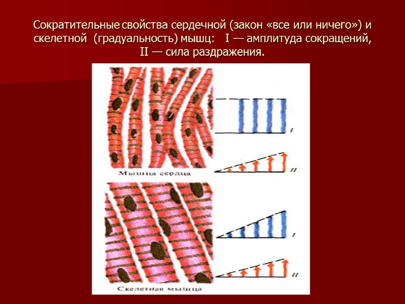 Сократительные свойства сердечной (закон «все или ничего») и скелетной  (градуальность) мышц:  